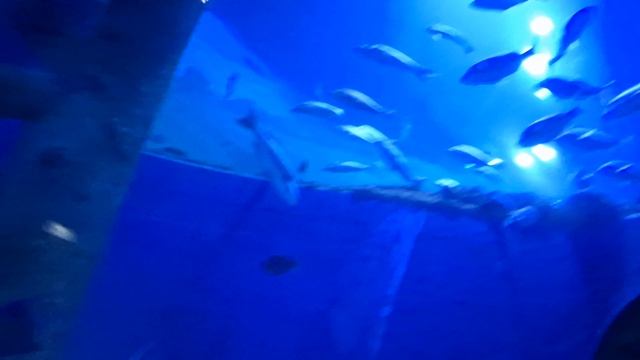 Арабские Эмираты, Шарджа. Океанариум. Красиво, интересно. Всем понравилось. Куда поехать с детьми.