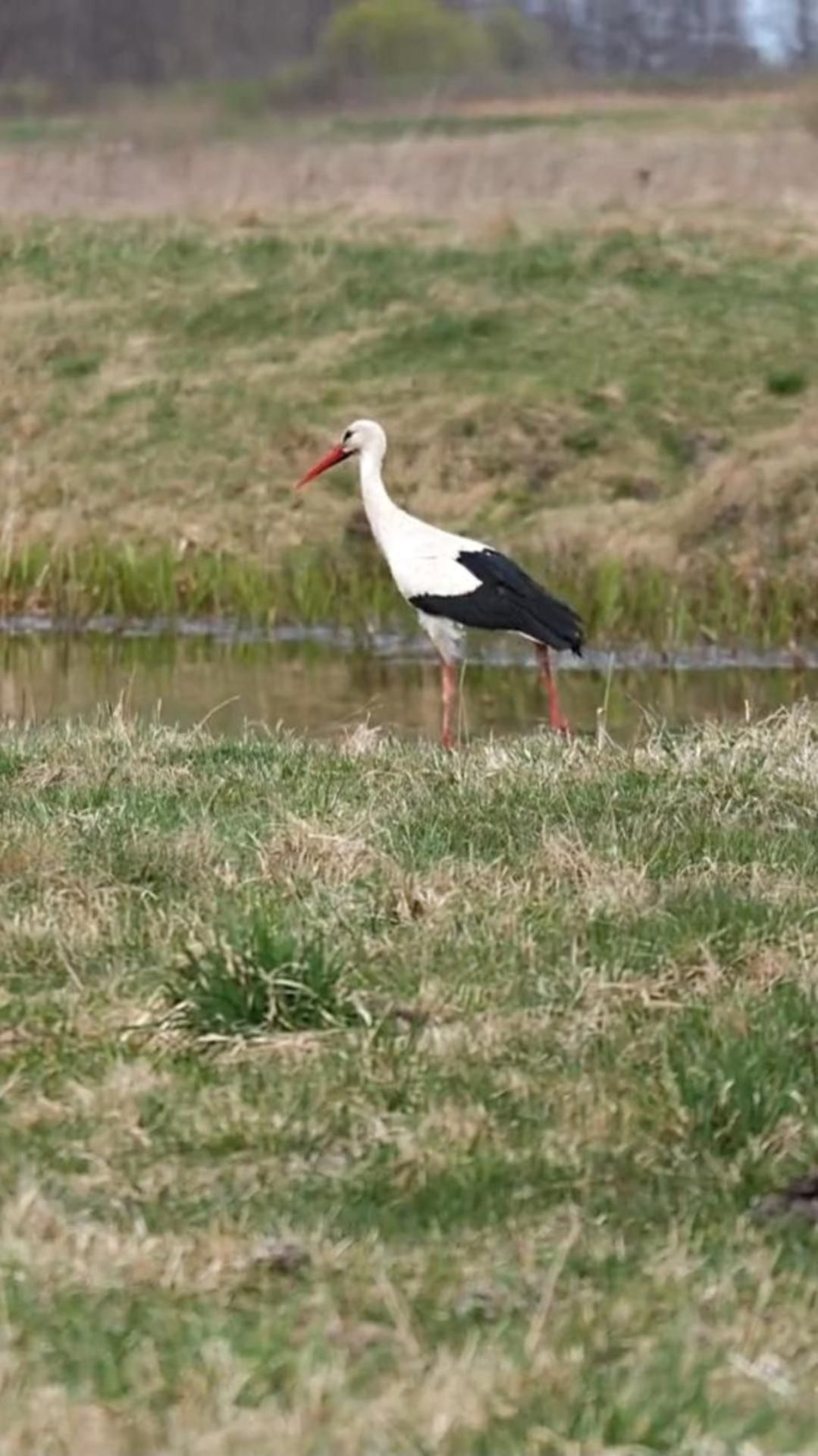 Аисты прогуливаются