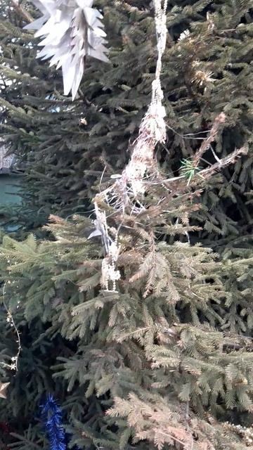 С Новым годом и вечная весна!