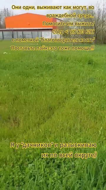 НАС107=106хвостиков  +1человек!