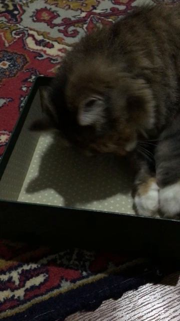 Кошечка Муся