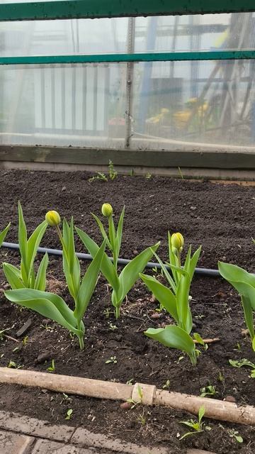 тюльпаны кальциевая подкормка второй день 23 апреля #теплица #дача #садоводничество #огород