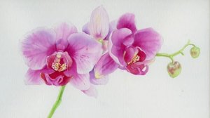 ✨ Полная запись мастер-класса по рисованию акварелью «Розовые орхидеи» ✨