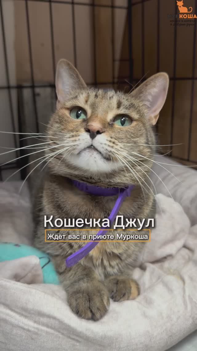 Джул ждёт вас в приюте Муркоша