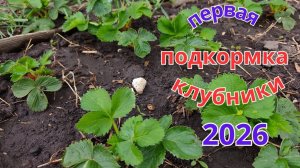 Подкормка и обработка клубники весной, советы для хорошего урожая.