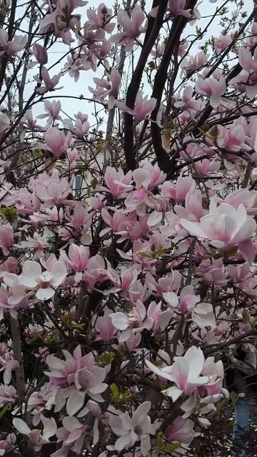 Магнолия