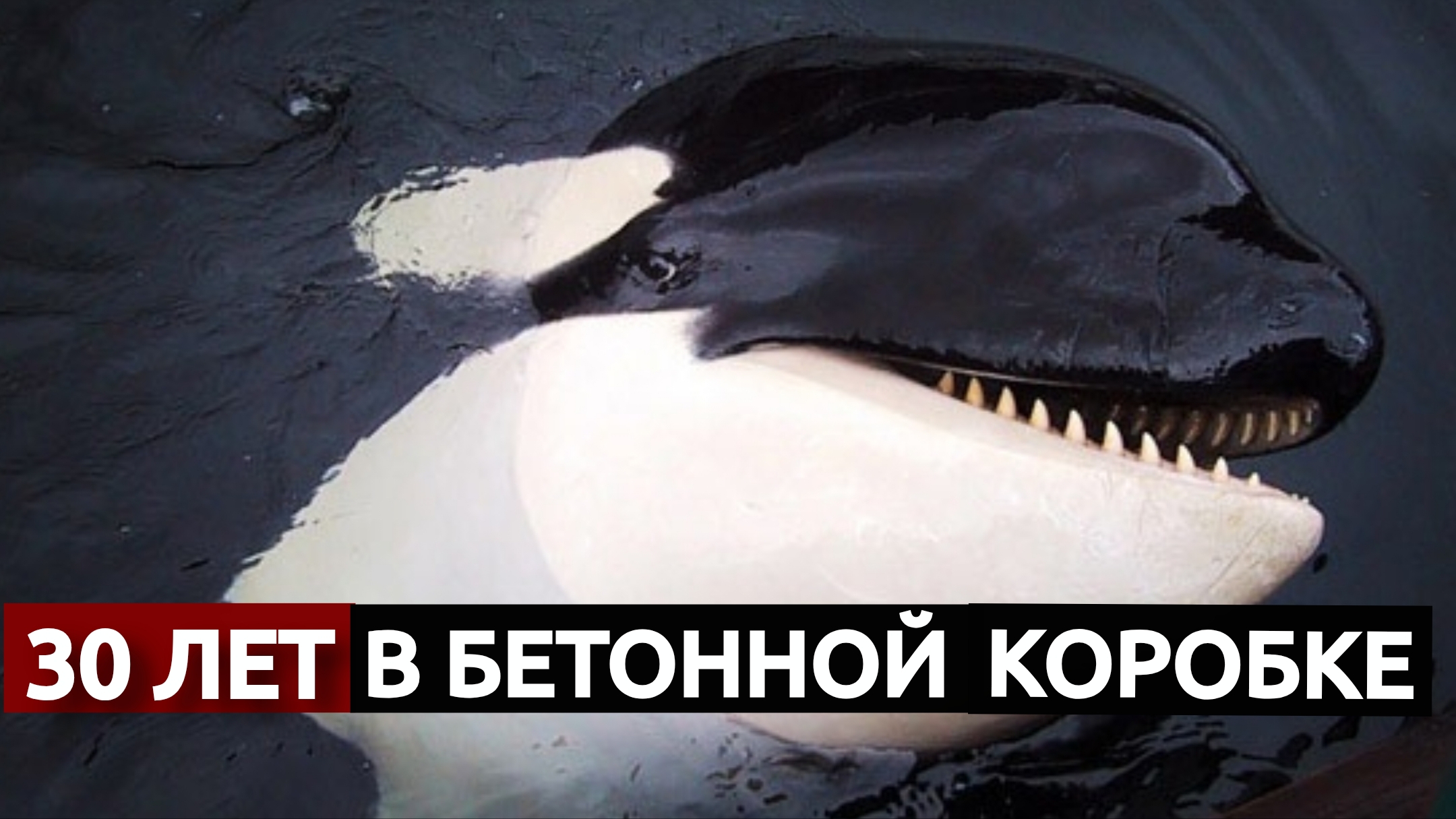 Тилликум. Трагическая история косатки  серийной убuйцы