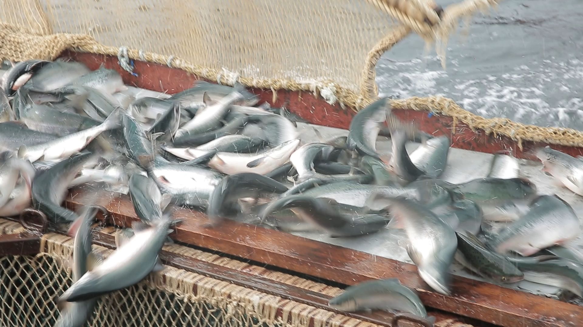 РЫБНЫЙ БУНТ