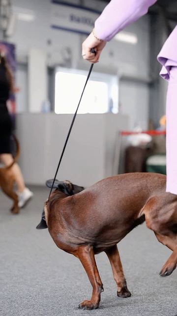 Баварская горная гончая из Питомника Красивая Счастливая Жизнь Заводчик Татьяна Ваганова