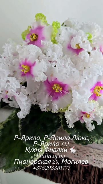 Р-Ярило, Р-Ярило Люкс,  Р-Ярило XXL сегодня выбирали. Выбрали. всех трех)))