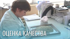 Забайкальские агрономы проверят каждое зёрнышко перед посевной