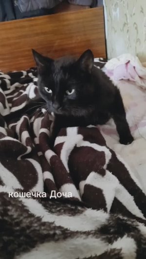 23. 04. 26.  #котики 🐈 / Моя доча 🐈