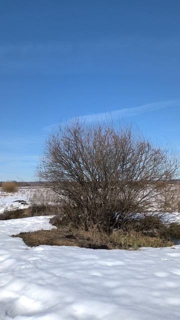 Куст в поле