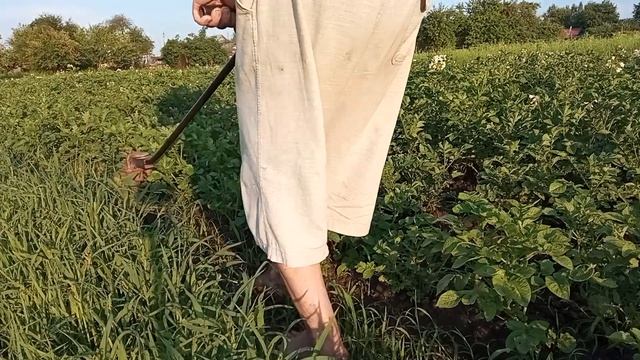 Рыхление междурядий картофеля. Борьба с сорняками.