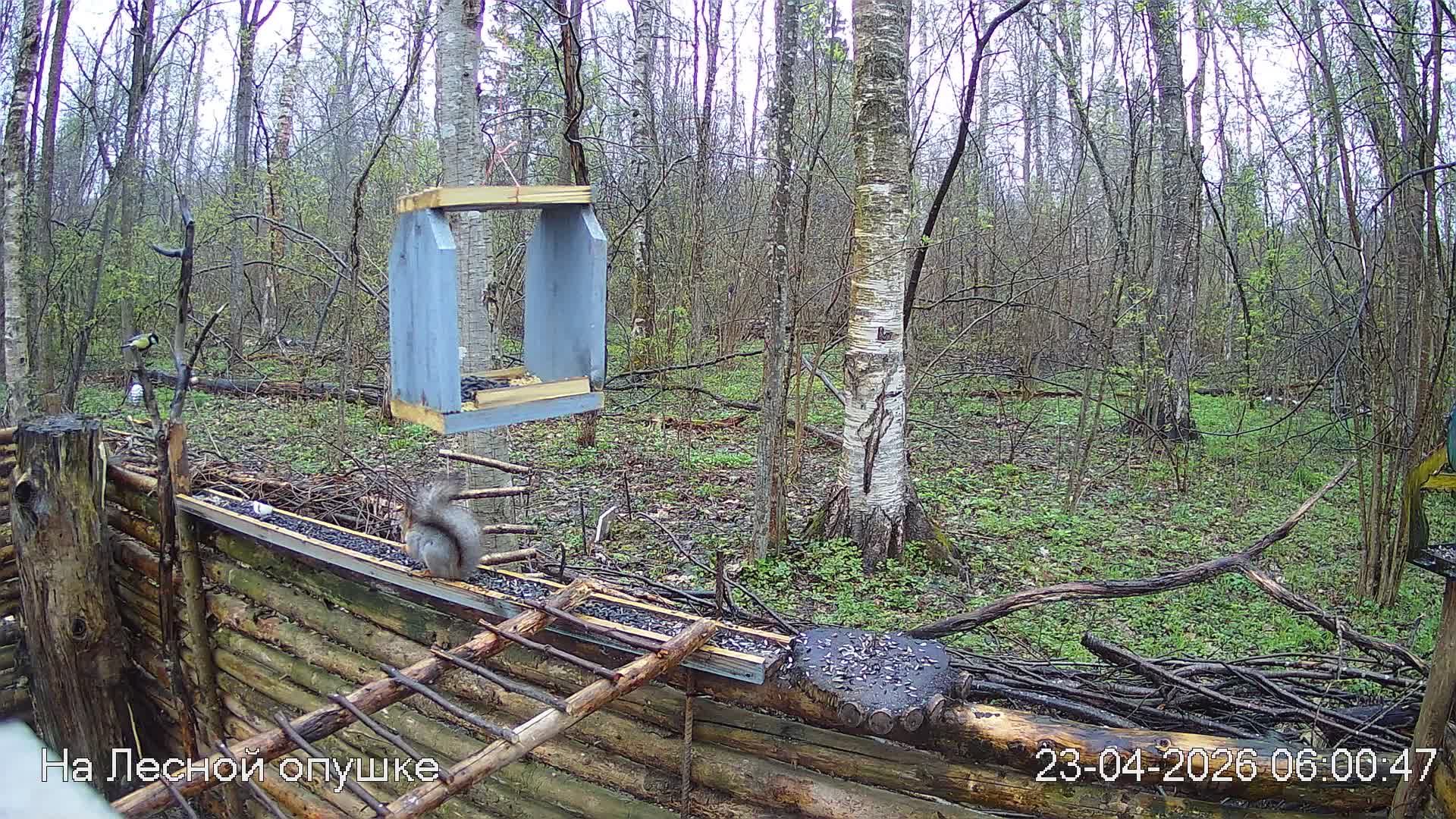 LIVE: На лесной опушке. Природа онлайн