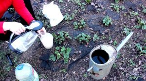 КЛУБНИКА ПОПРЁТ! 🍓 Секретная подкормка в АПРЕЛЕ: Ягод будет ВЕДРАМИ!