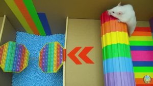 Хомячок убегает от крокодила и кальмара в мраморном лабиринте! часть 1