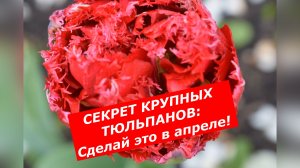 Тюльпаны завалят цветами: всё о первой подкормке.