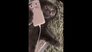 Коты 2026 Смешные Коты и Котики Приколы😂