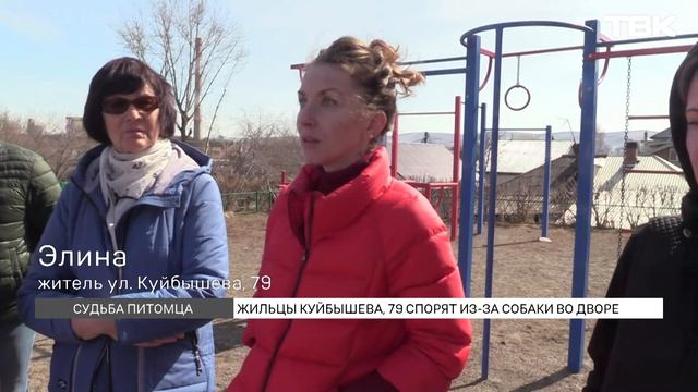 Красноярцы борются за дворовую собаку, которая живет на Куйбышева 10 лет