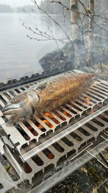 Скумбрия, ради которой ждут лишнюю минуту