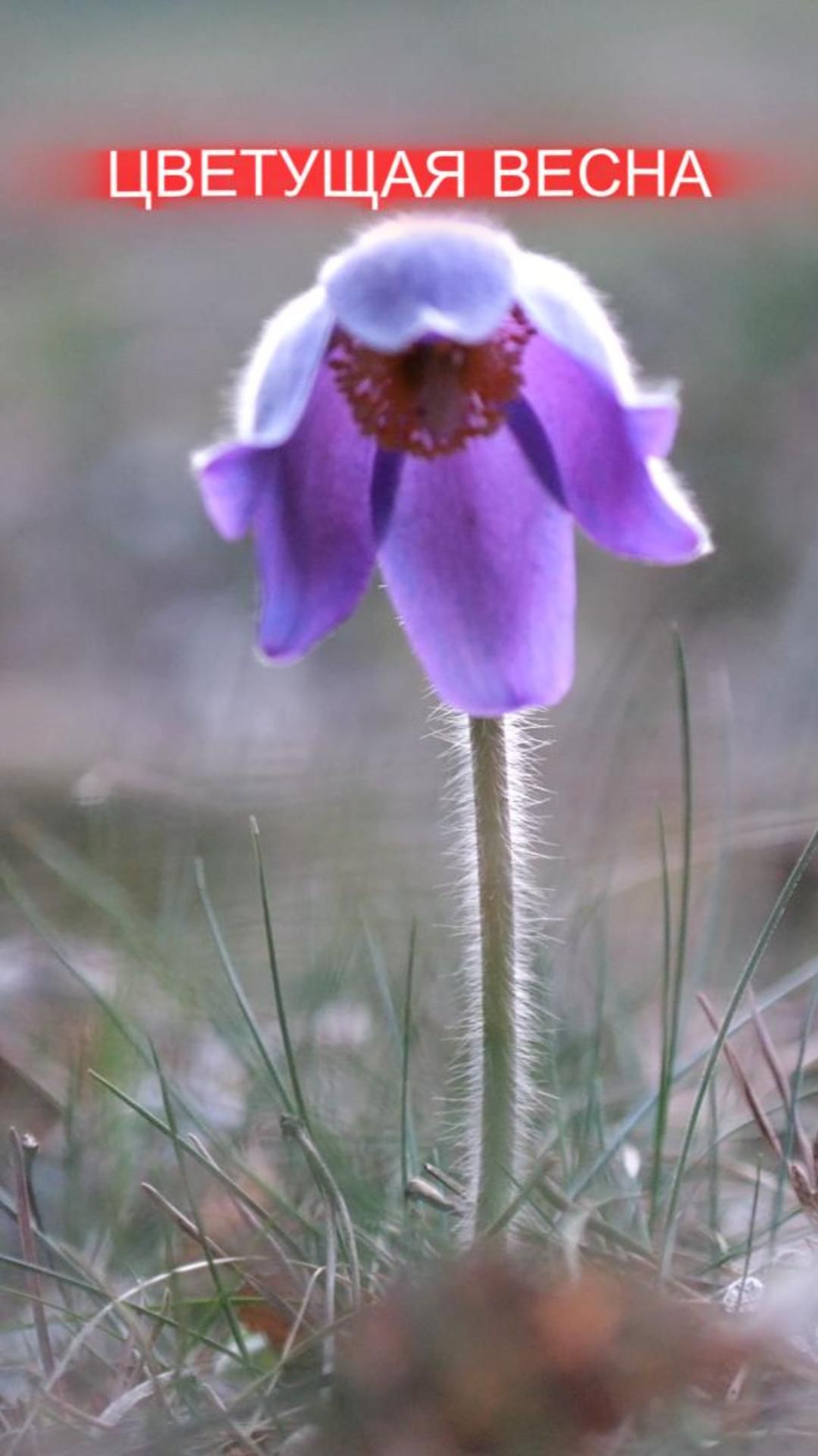 Цветущая весна