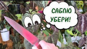 ПО СЛЕДАМ ОБЗОРА БОЛЬШАЯ ОБРЕЗКА ДИОСКОРЕИ. 23-04-2026