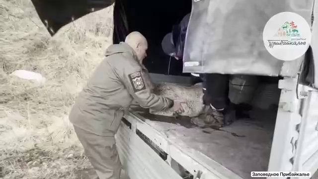 #БАЙКАЛ: СПАСЕНИЕ БЕРЕМЕННОЙ КОСУЛИ #твори_добро