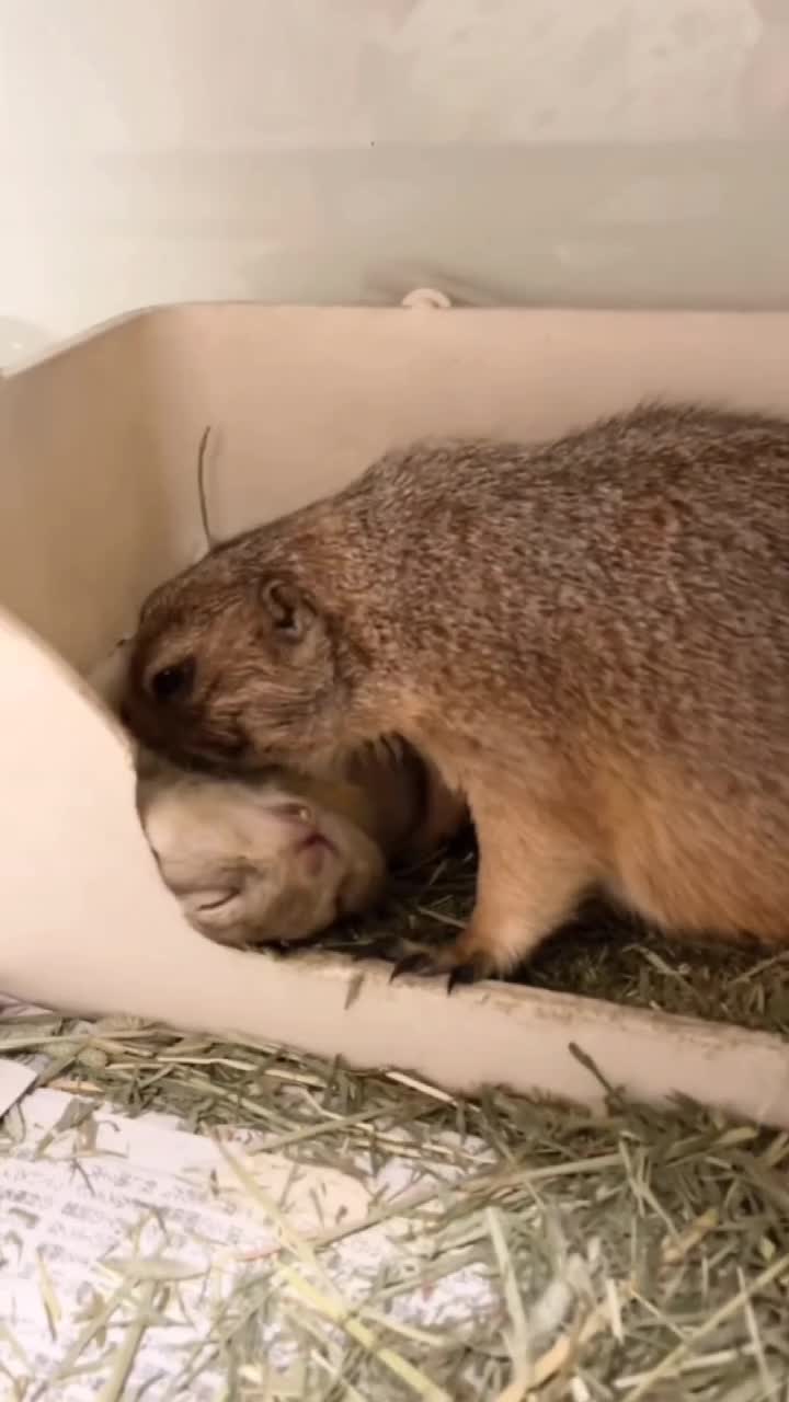 #видео #Милые #животные