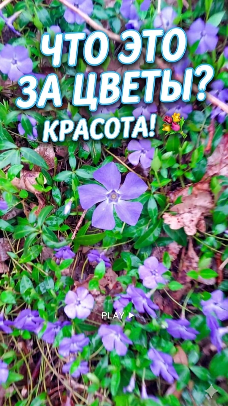 Что это за цветы? 🔍 Весеннее чудо