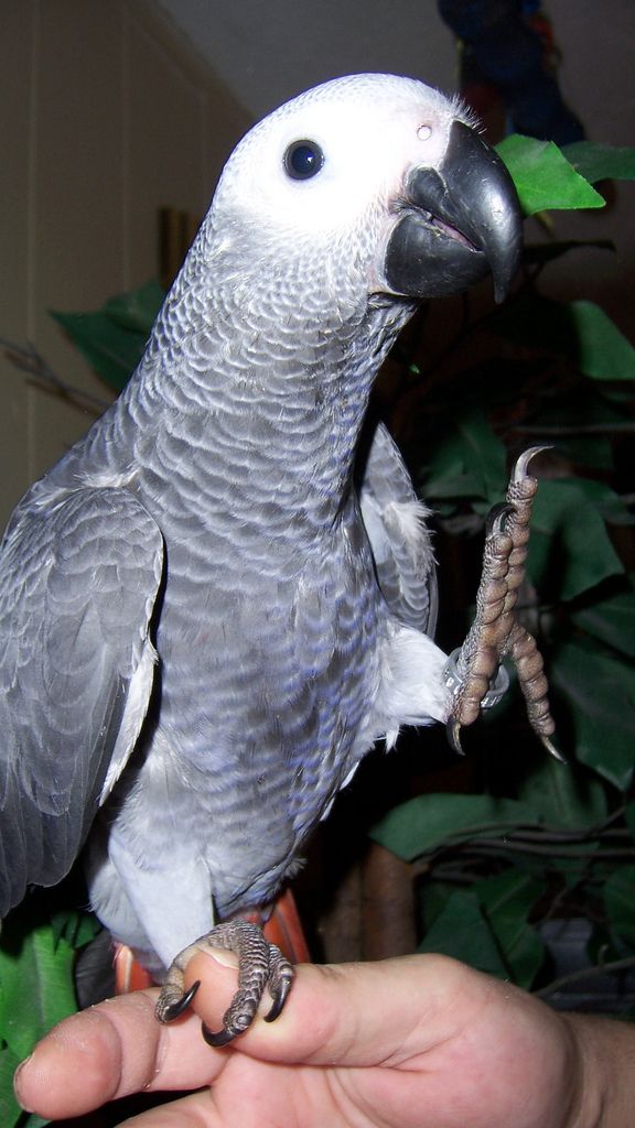 Когнитивные способности краснохвостого жако (Psittacus Erithacus Erithacus)