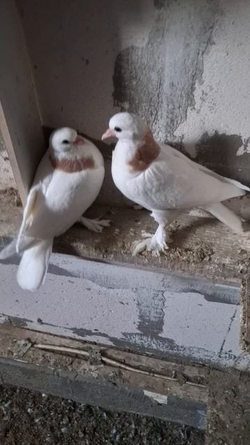 пискунчики