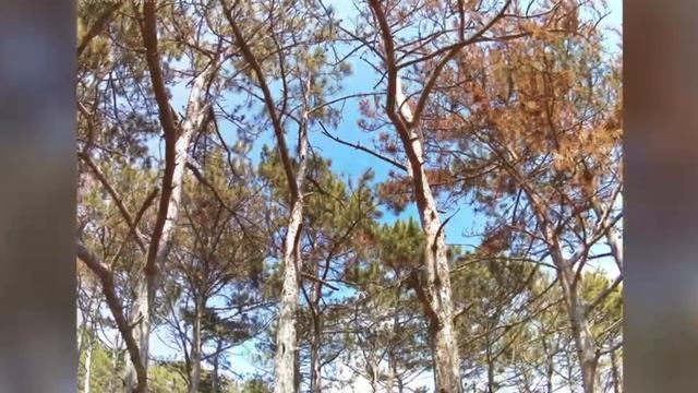 Лесная гармония