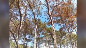 Лесная гармония