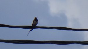 1 ласточка весны смотреть первые ласточки когда прилетают ласточки весной