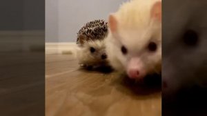 Ежики в тапочках