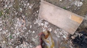 КОТЛЕТА КЛЮНУЛА