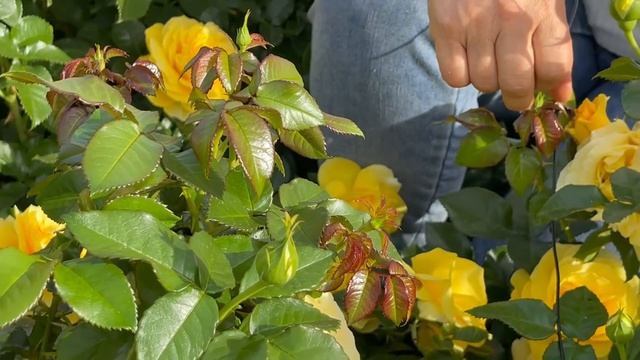 Добавим солнышка в саду: роза № 10