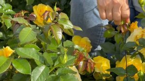 Добавим солнышка в саду: роза № 10