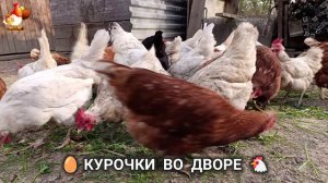 Забавные курочки несушки во дворе очень счастливы 🥚😂🐥 (1)