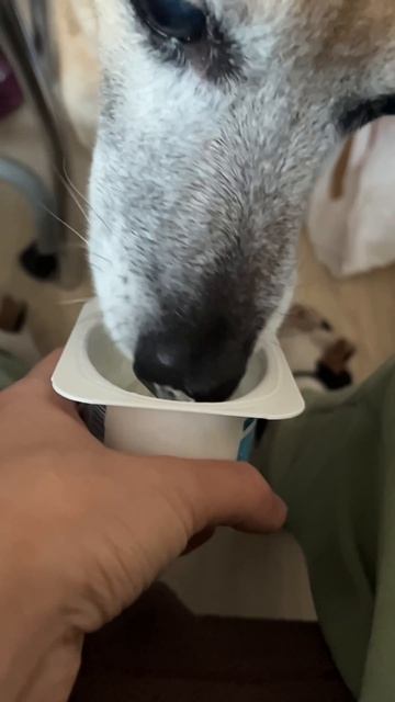 Орбит кушает творожок 🐶