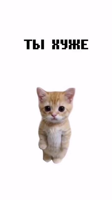 котята пряснят)