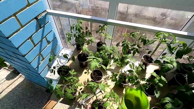 Полив рассады 23 апреля