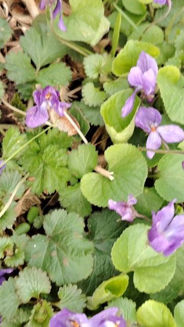 Весенние фиалки в городе ( 23 апреля)