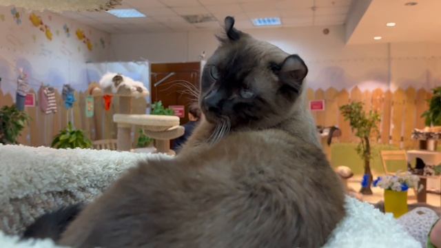 Котопространство «Котодеревня» Ростов-на-Дону выставка котов