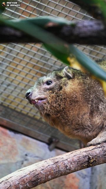 Капский даман Сеня зевает. Ленинградский зоопарк
