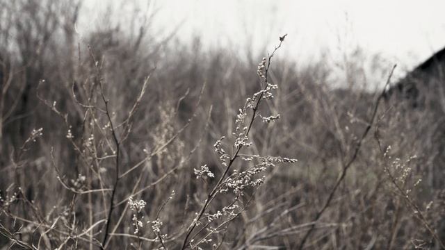 Их растреляли на рассвете