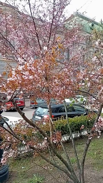 Цветение сакуры, Петербург. 22 апреля 2026.