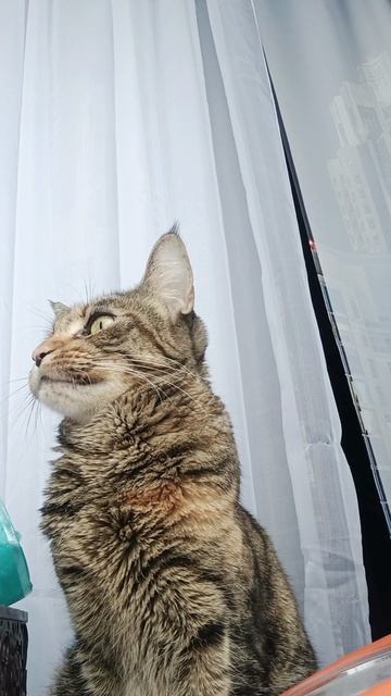 кошечка мейнкун охотник на воробьев