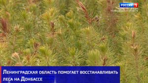 Ленинградская область помогает восстанавливать леса на Донбассе